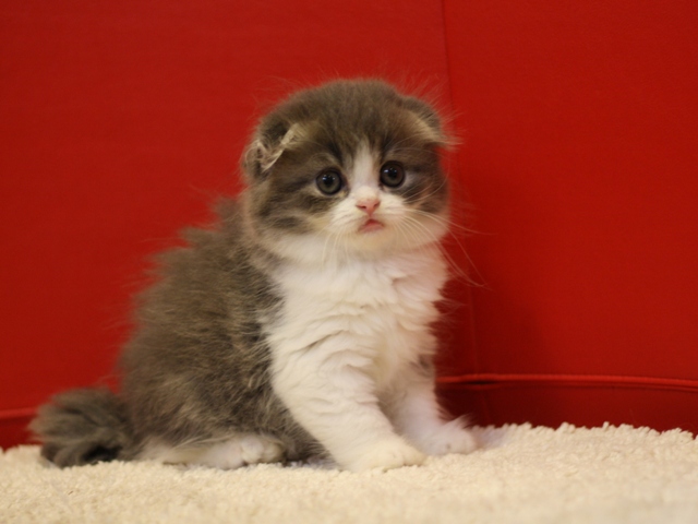 スコティッシュフォールドの子猫画像