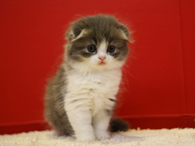 スコティッシュフォールドの子猫画像