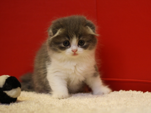 スコティッシュフォールドの子猫画像