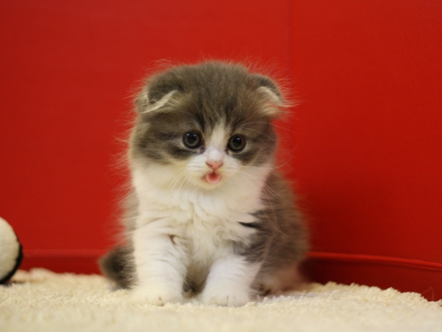 スコティッシュフォールドの子猫画像