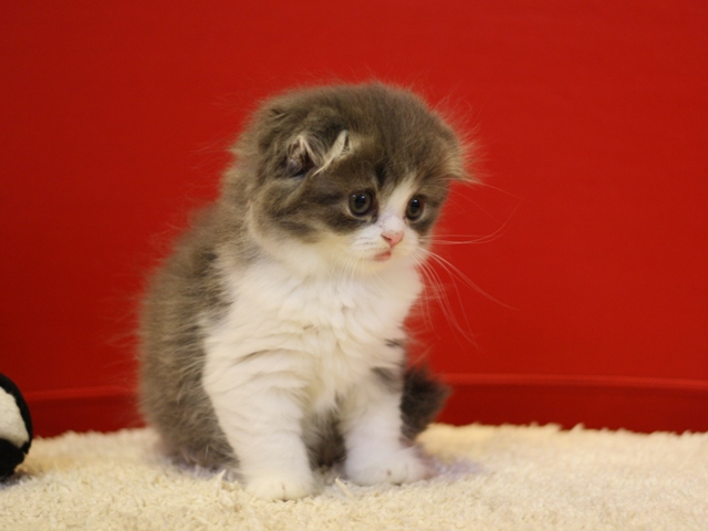 スコティッシュフォールドの子猫画像