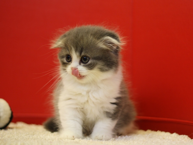 スコティッシュフォールドの子猫画像