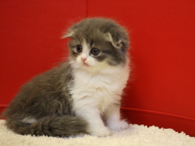 スコティッシュフォールドの子猫画像
