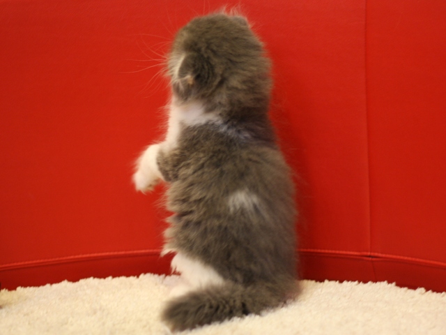スコティッシュフォールドの子猫画像