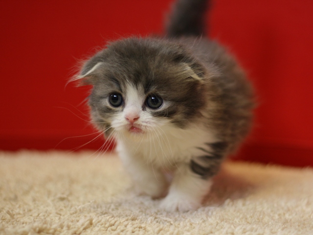 スコティッシュフォールドの子猫画像