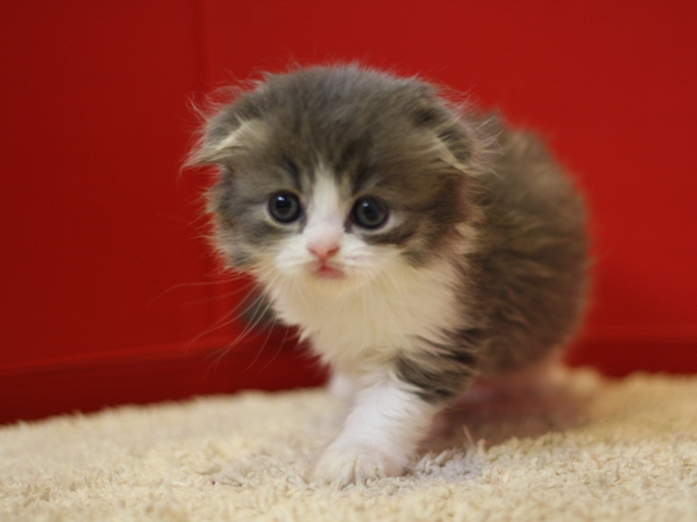 スコティッシュフォールドの子猫画像