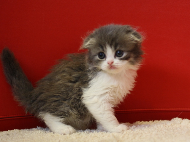 スコティッシュフォールドの子猫画像