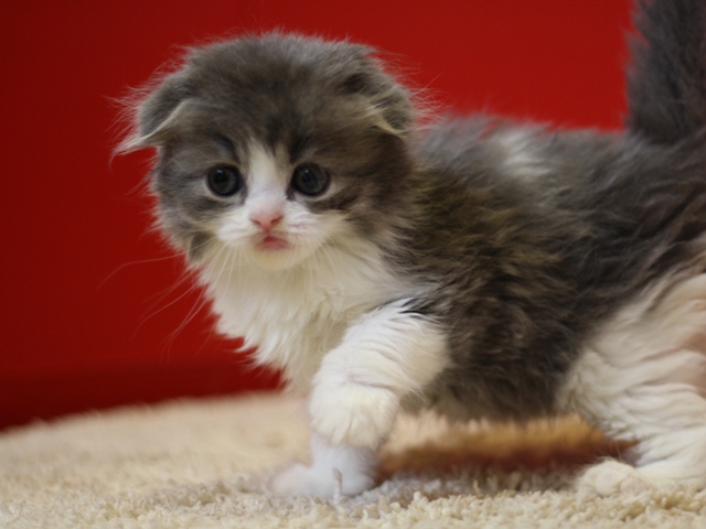 スコティッシュフォールドの子猫画像