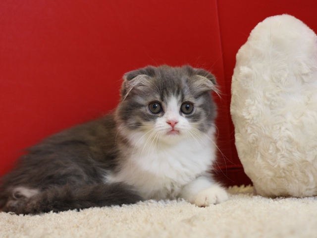 スコティッシュフォールドの子猫画像