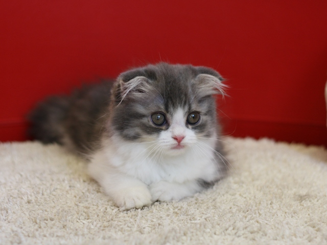 スコティッシュフォールドの子猫画像