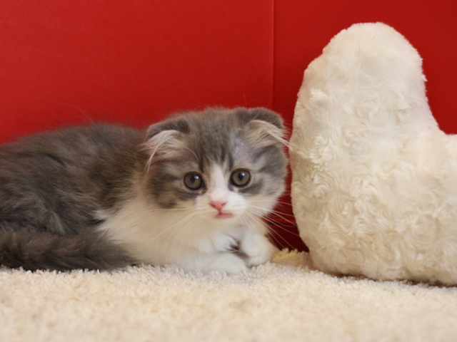 スコティッシュフォールドの子猫画像