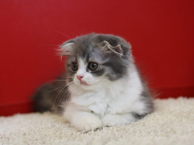 スコティッシュフォールドの子猫画像