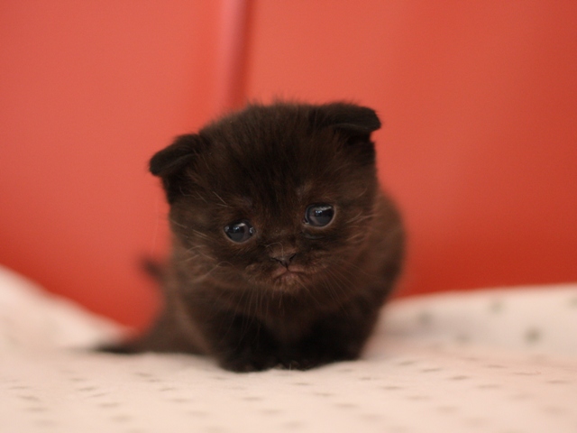 スコティッシュフォールドの子猫画像