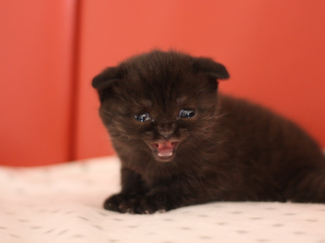 スコティッシュフォールドの子猫画像
