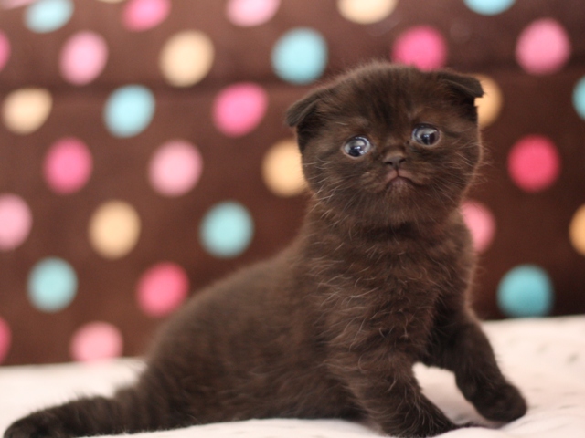 スコティッシュフォールドの子猫画像