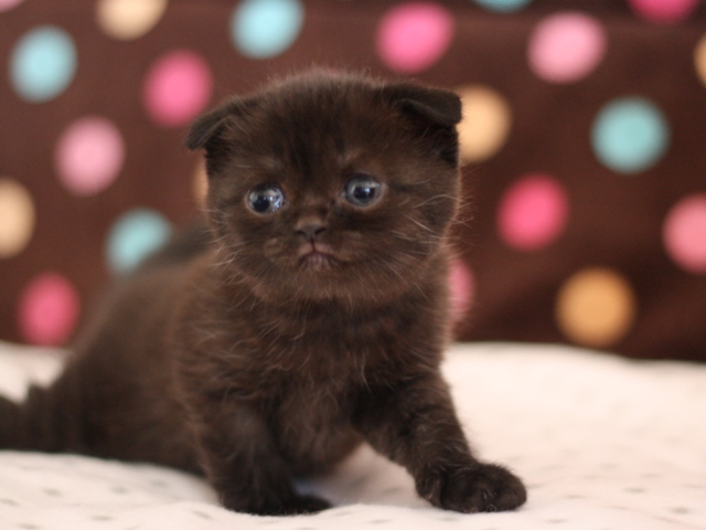 スコティッシュフォールドの子猫画像