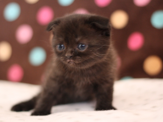 スコティッシュフォールドの子猫画像