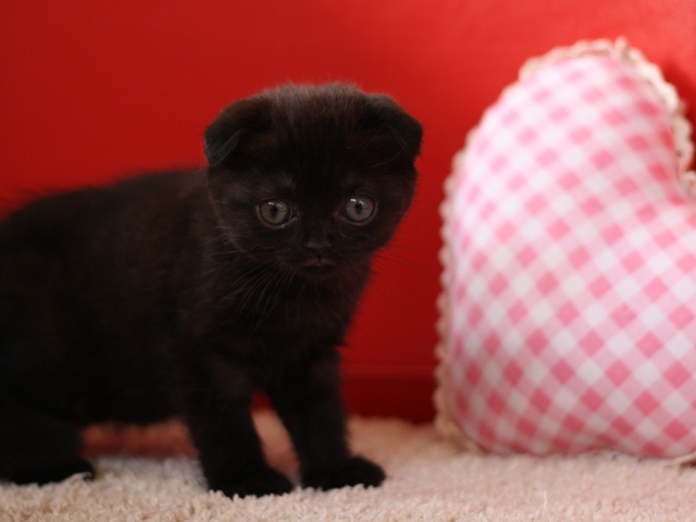 スコティッシュフォールドの子猫画像