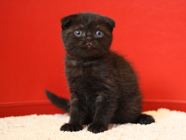 スコティッシュフォールドの子猫画像
