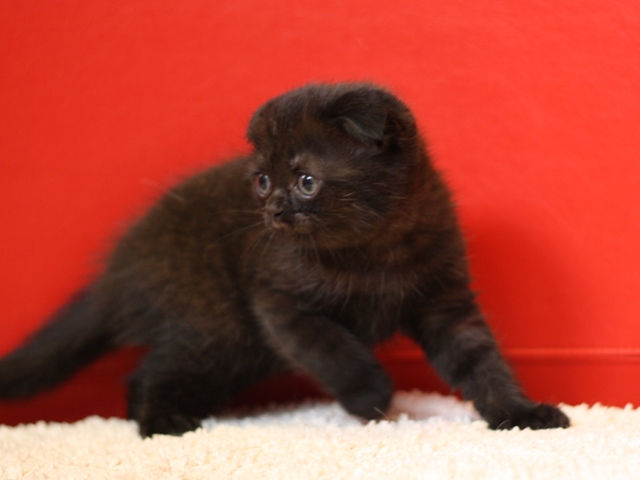 スコティッシュフォールドの子猫画像