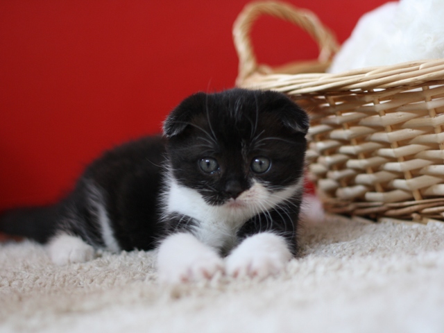 スコティッシュフォールドの子猫画像