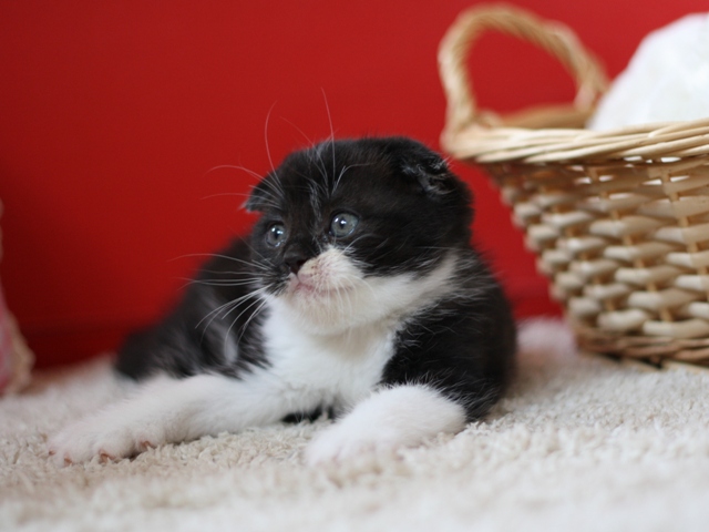 スコティッシュフォールドの子猫画像