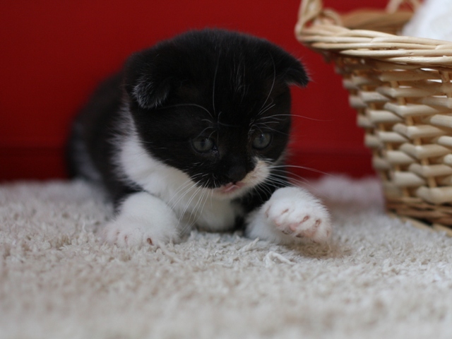 スコティッシュフォールドの子猫画像