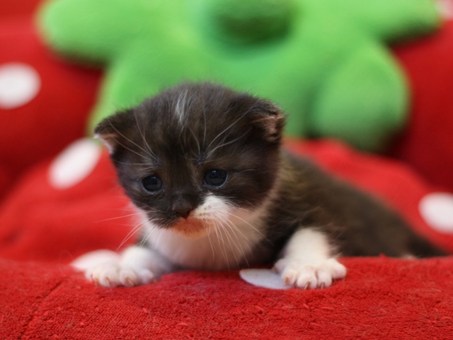 スコティッシュフォールドの子猫画像