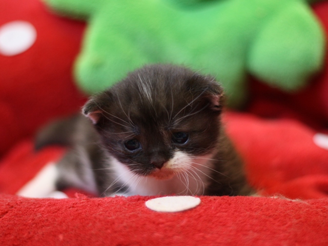スコティッシュフォールドの子猫画像