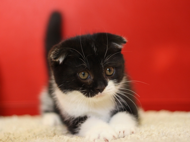 スコティッシュフォールドの子猫画像