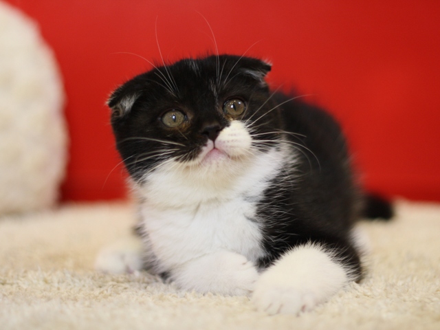 スコティッシュフォールドの子猫画像