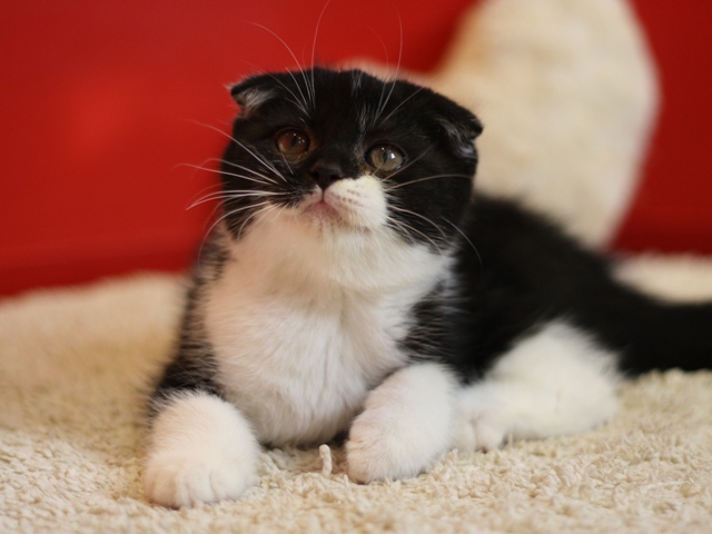 スコティッシュフォールドの子猫画像