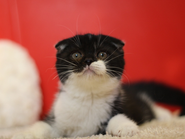 スコティッシュフォールドの子猫画像
