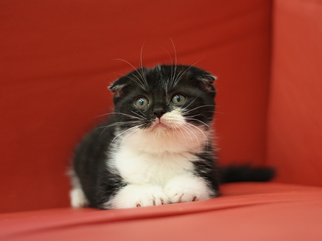 スコティッシュフォールドの子猫画像