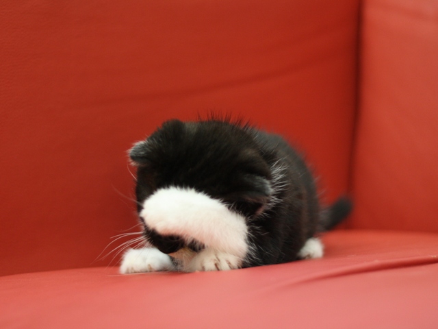スコティッシュフォールドの子猫画像