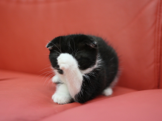 スコティッシュフォールドの子猫画像