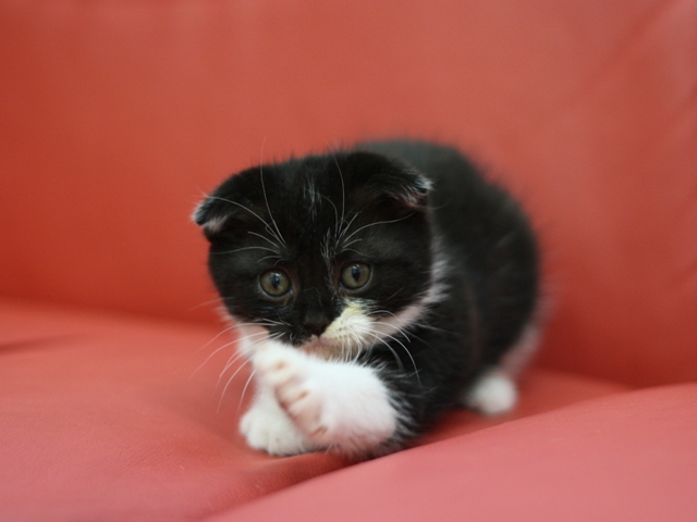 スコティッシュフォールドの子猫画像