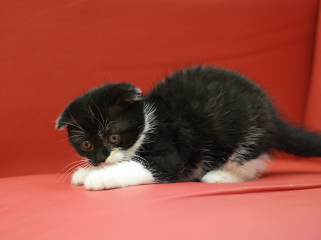 スコティッシュフォールドの子猫画像