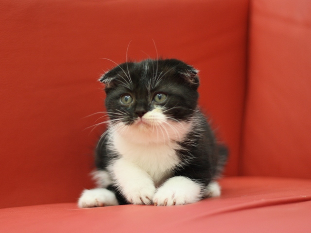 スコティッシュフォールドの子猫画像