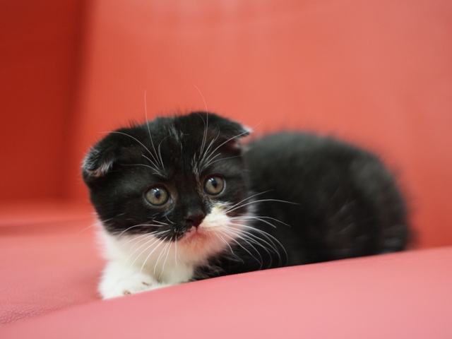 スコティッシュフォールドの子猫画像