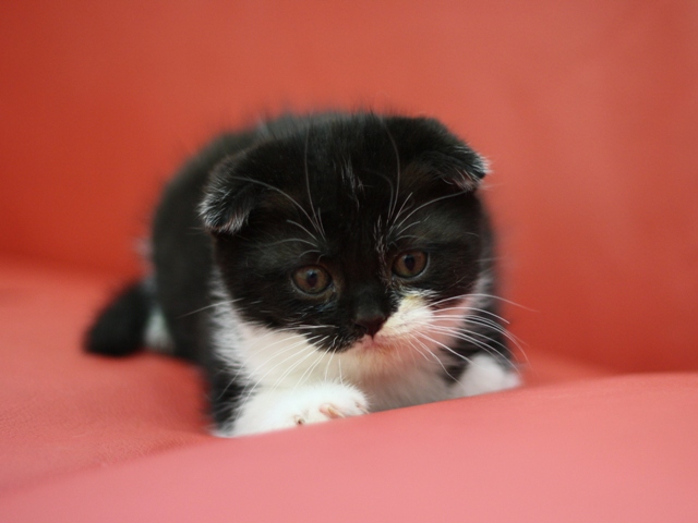 スコティッシュフォールドの子猫画像