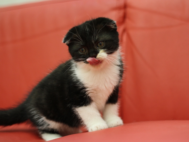 スコティッシュフォールドの子猫画像