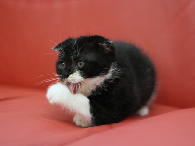 スコティッシュフォールドの子猫画像