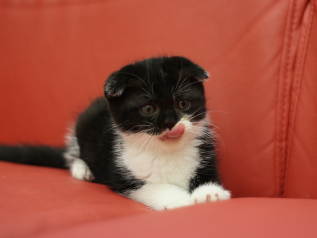 スコティッシュフォールドの子猫画像