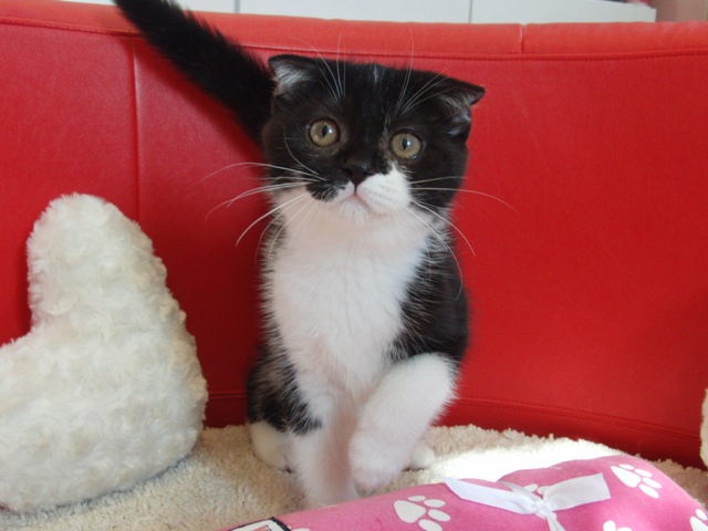 スコティッシュフォールドの子猫画像