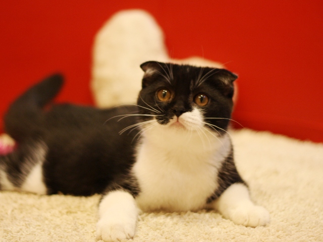 スコティッシュフォールドの子猫画像