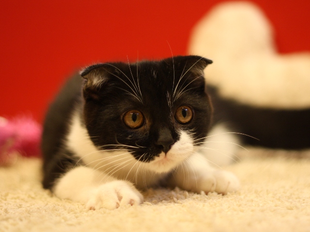 スコティッシュフォールドの子猫画像