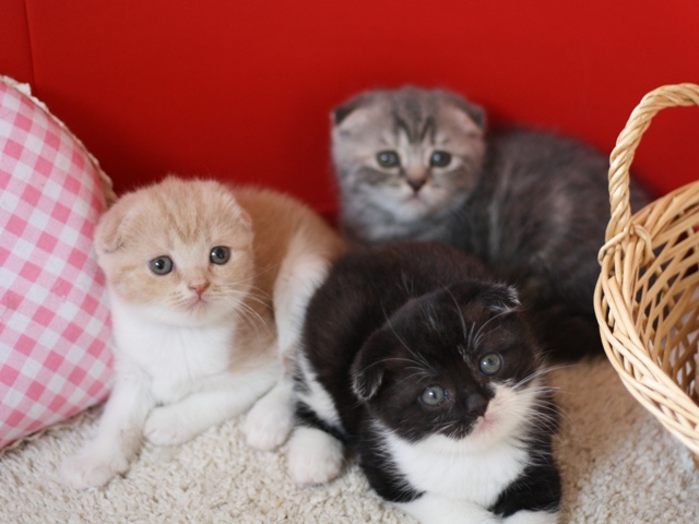 スコティッシュフォールドの子猫画像