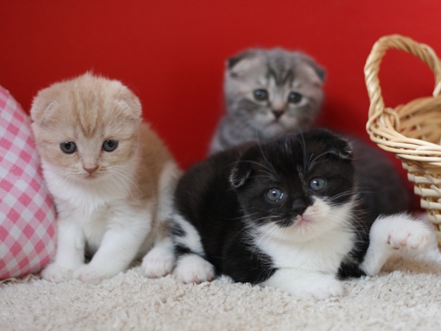 スコティッシュフォールドの子猫画像