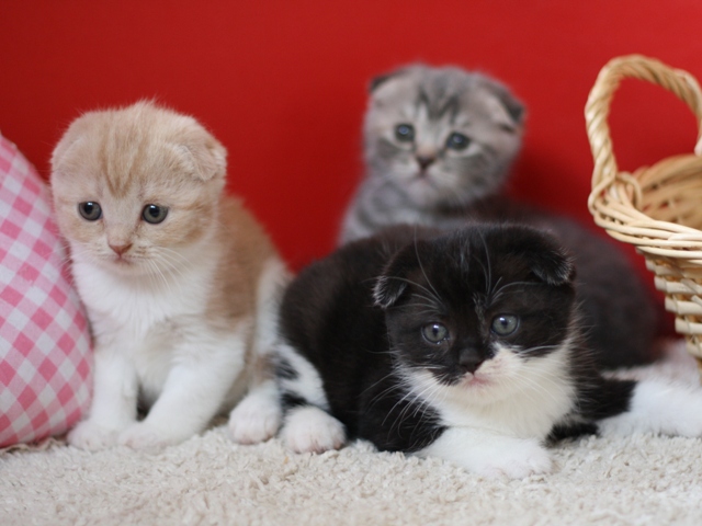 スコティッシュフォールドの子猫画像